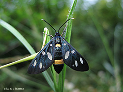Amata phegea