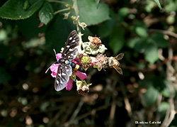 Amata phegea e ape 
