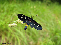 Amata la fegea