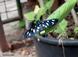 Amata sp.
