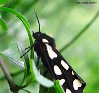 Arctia villica