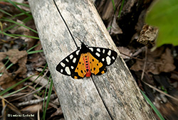 Arctia villica