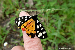 Arctia villica