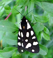 Arctia villica