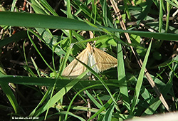 Aspitates gilvaria