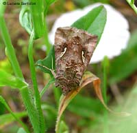 Autographa gamma