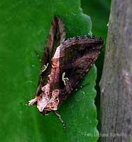 Lepidoptera - Noctuidae - Plusiinae - Autographa gamma