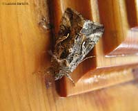 Autographa gamma