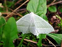 Falena bianca Campaea margaritata