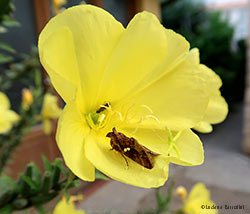 Chrysodeixis chalcites