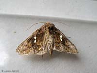 Chrysodeixis chalcites