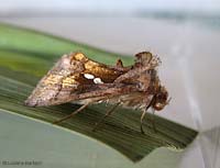 Chrysodeixis chalcites