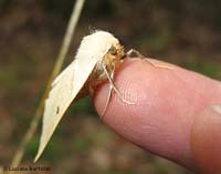 Crocallis elinguaria