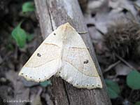 Crocallis elinguaria