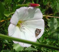 piccola farfallina argentea