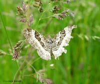 Epirrhoe alternata