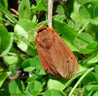 Falena di color ruggine - Phragmatobia fuliginosa