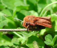 Phragmatobia fuliginosa