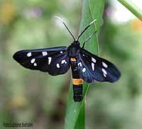 Syntomis phegea