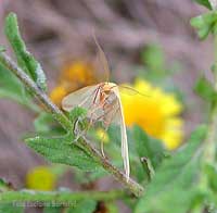 piccola farfallina chiara
