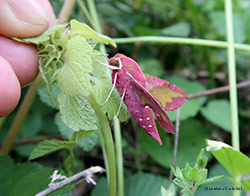 Deilephila porcellus