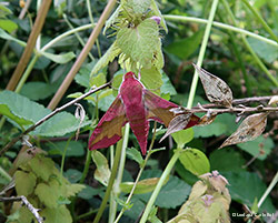 Deilephila porcellus