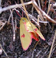 Falena gialla e rossa Diacrisia sannio