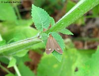Dysauxes ancilla