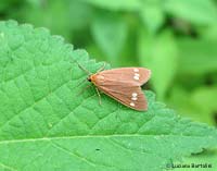 Dysauxes ancilla