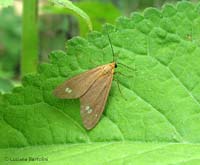 Piccola farfallina color nocciola - Dysauxes ancilla