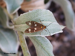 Dysauxes famula