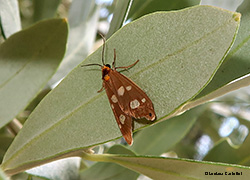 Dysauxes famula