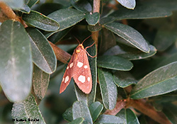 Dysauxes famula