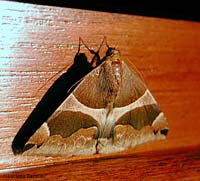 Dysgonia algira