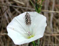 Emmelia trabealis