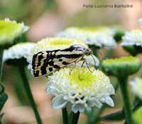 Emmelia trabealis