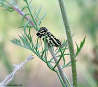 Emmelia trabealis