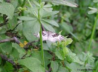 Epirrhoe alternata