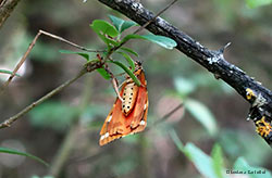 Euphlagia Quadripunctaria