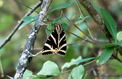 Euphlagia Quadripunctaria