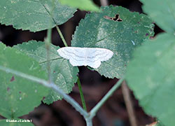 Scopula sp.