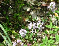 Hemaris fuciformis