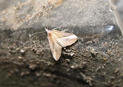Hypena lividalis