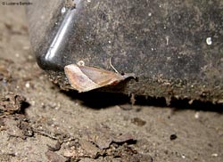 Hypena lividalis