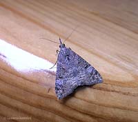 Hypena obsitalis