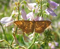 Idaea ochrata