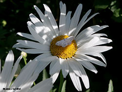 Idaea seriata