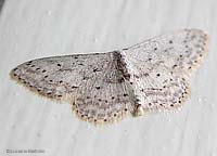 farfallina dalle ali ricamate Idaea sp.