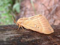 Lasiocampa quercus