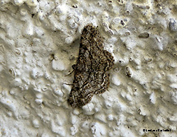 geometridae sp.